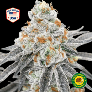 Runtz-Cookies-Pound-Cake-Feminized-Seeds