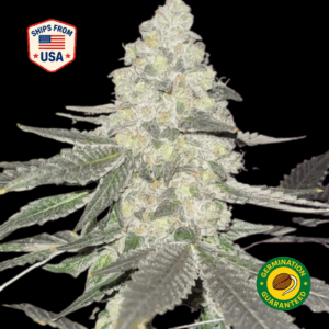 Runtz-Cookie-White-Window-Feminized-Seeds