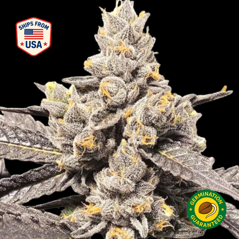 Shango-Church-Feminized-Seeds