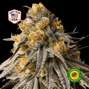 durban-poison-feminized-seeds