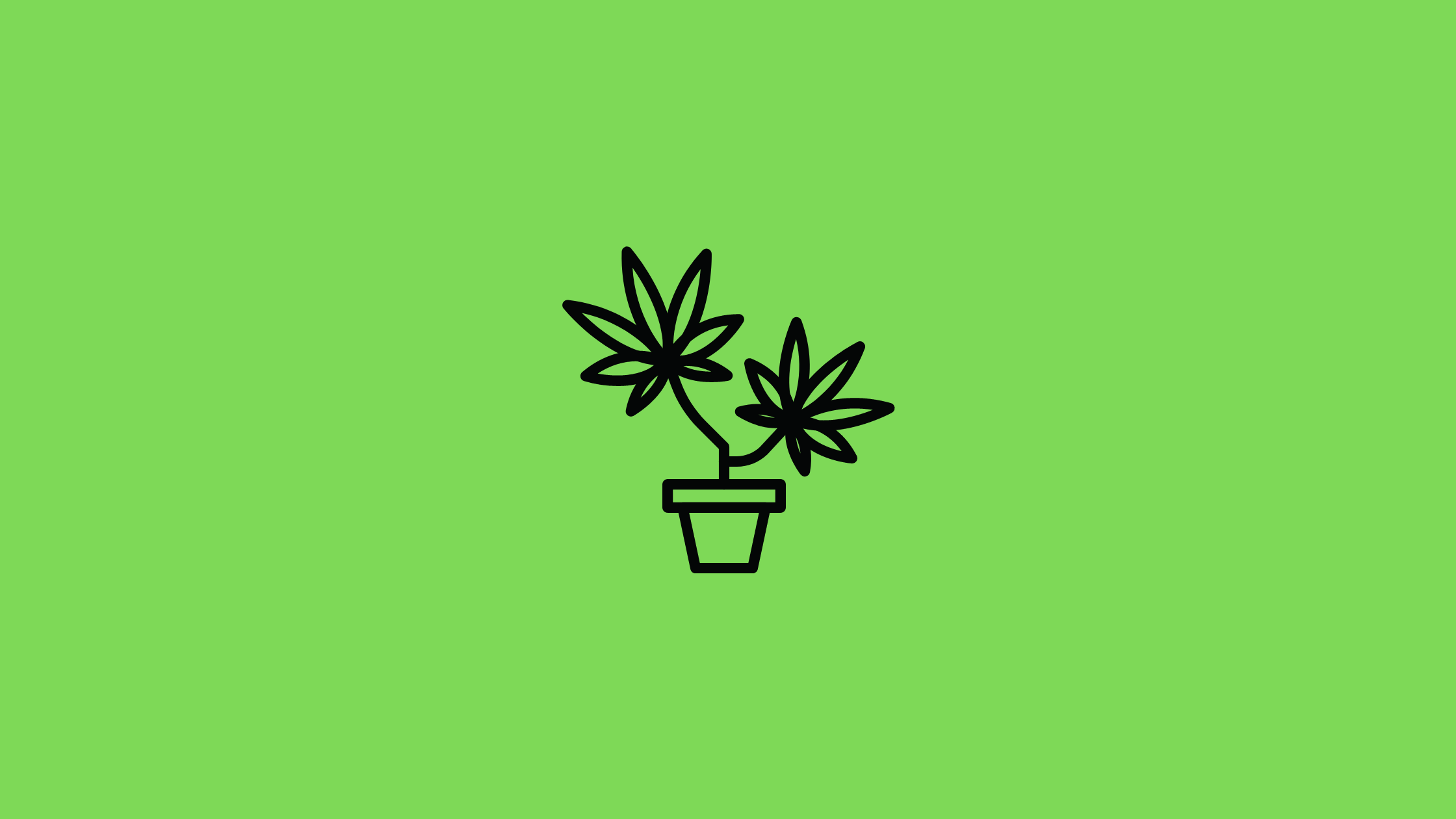 Health Problems Cannabis Plants Experience