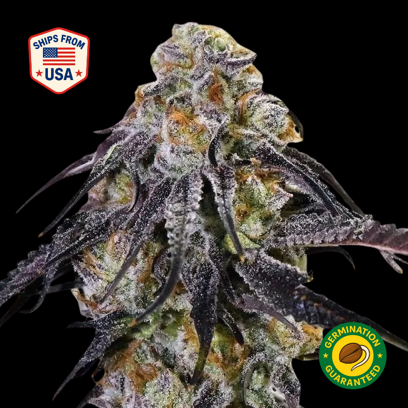 sour-diesel-feminized-seeds