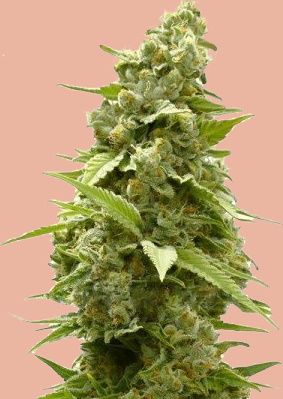 Swami Space Candy Feminized Seeds