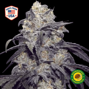 wook-crack-feminized-seeds