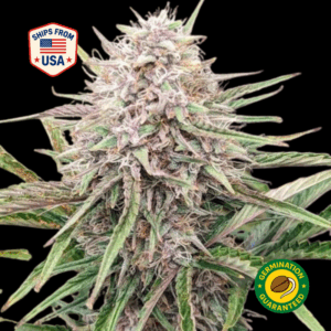 London-pound-Cake-feminized-seeds