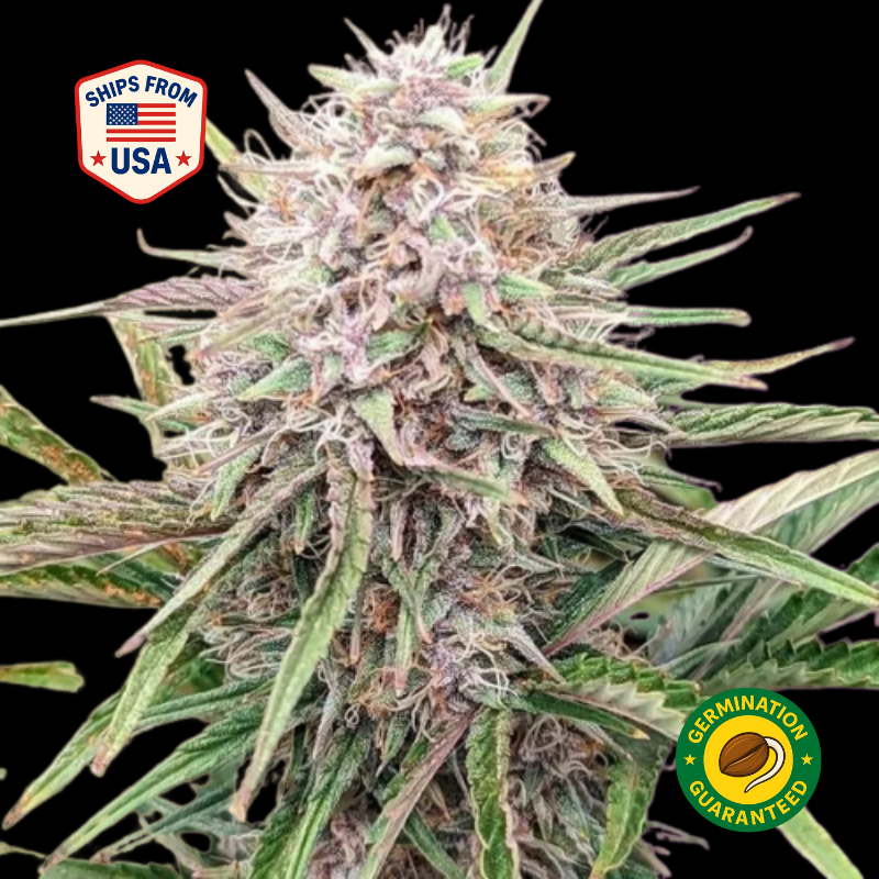 London-pound-Cake-feminized-seeds