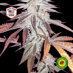 Purple-Nerple-Feminized-Seeds