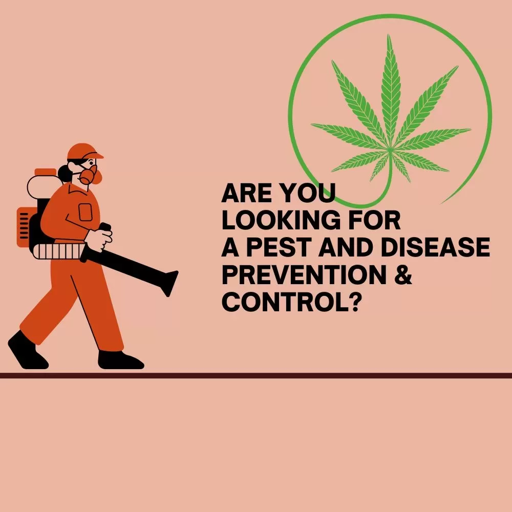 A Pest And Disease Prevention Amp Control For Cannabis Plants
