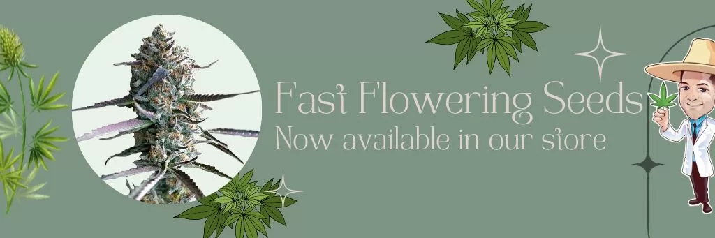 Fast Flowering Cannabis Seeds