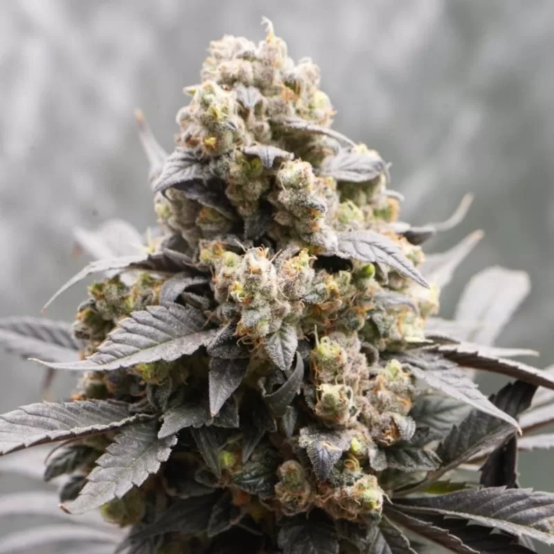 Fast Platinum Blueberry Cannabis Seeds