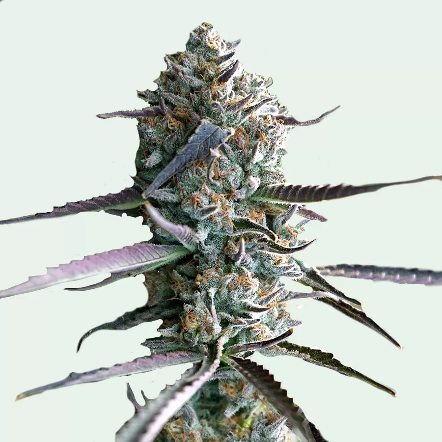 Fast Runtz Cannabis Seeds 1