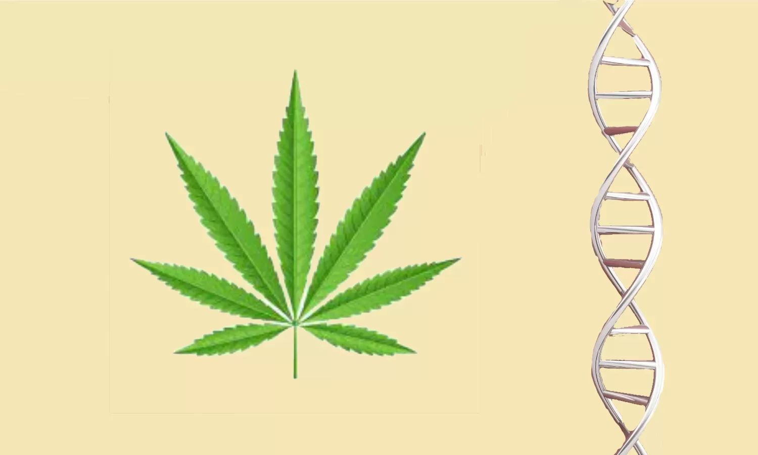 Genetics Of A Cannabis Plant