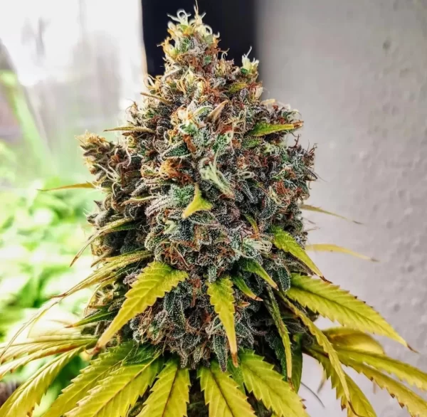 Grease Monkey Feminized seeds The Seed Connect