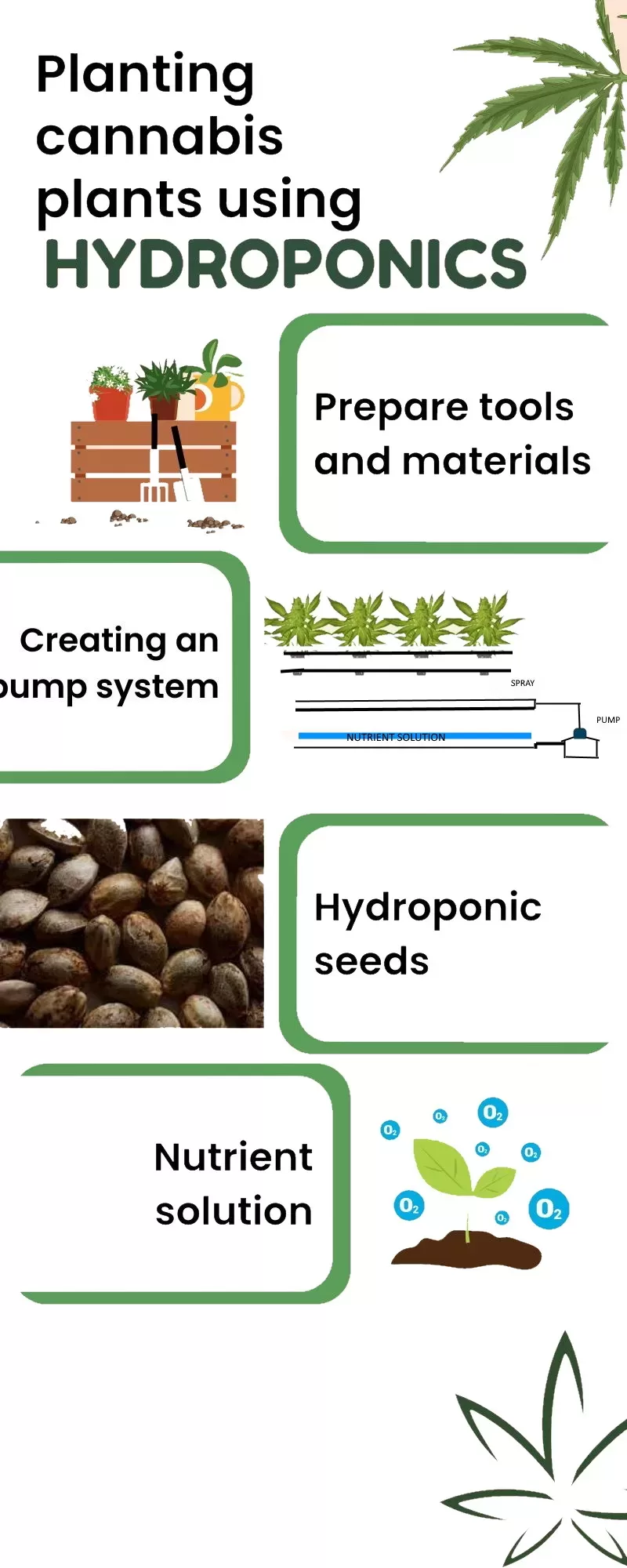Hydroponics System For Cannabis Plants 1