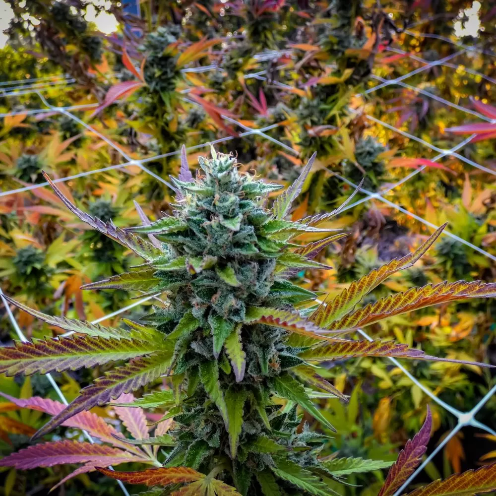 Trellis System For Cannabis Plants