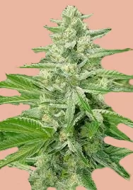 Tropical Infusion Feminized Seeds