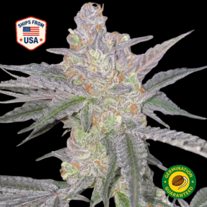 Bittersweet-Feminized-Seeds