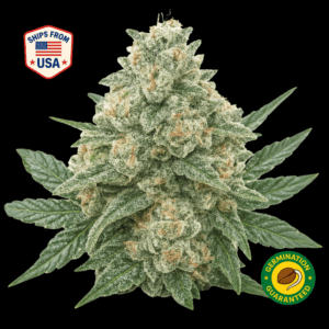 Jigglers-feminized-seeds