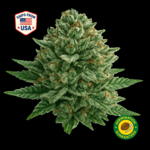 Lemon-grass-feminized-seeds