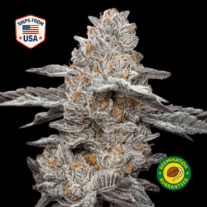 Mudslide-feminized-seeds