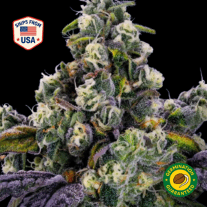Sugar-Rush-Feminized-Seeds