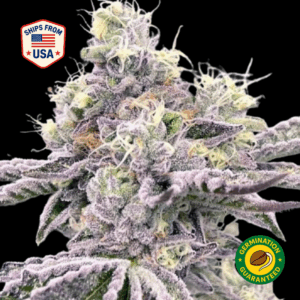 Zaitai-Ferminised-Seeds