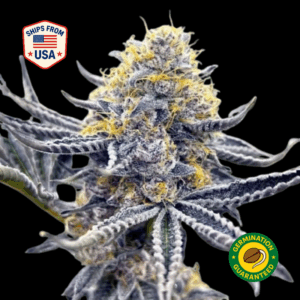 banana-banshee-feminized-seeds