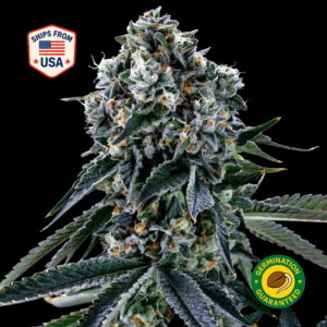 car-cooler-mt4-feminized-seeds