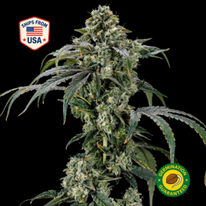 lime-drop-feminized-seeds
