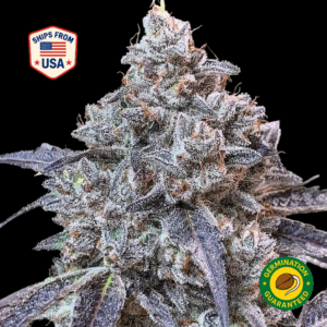 redline-feminized-seeds