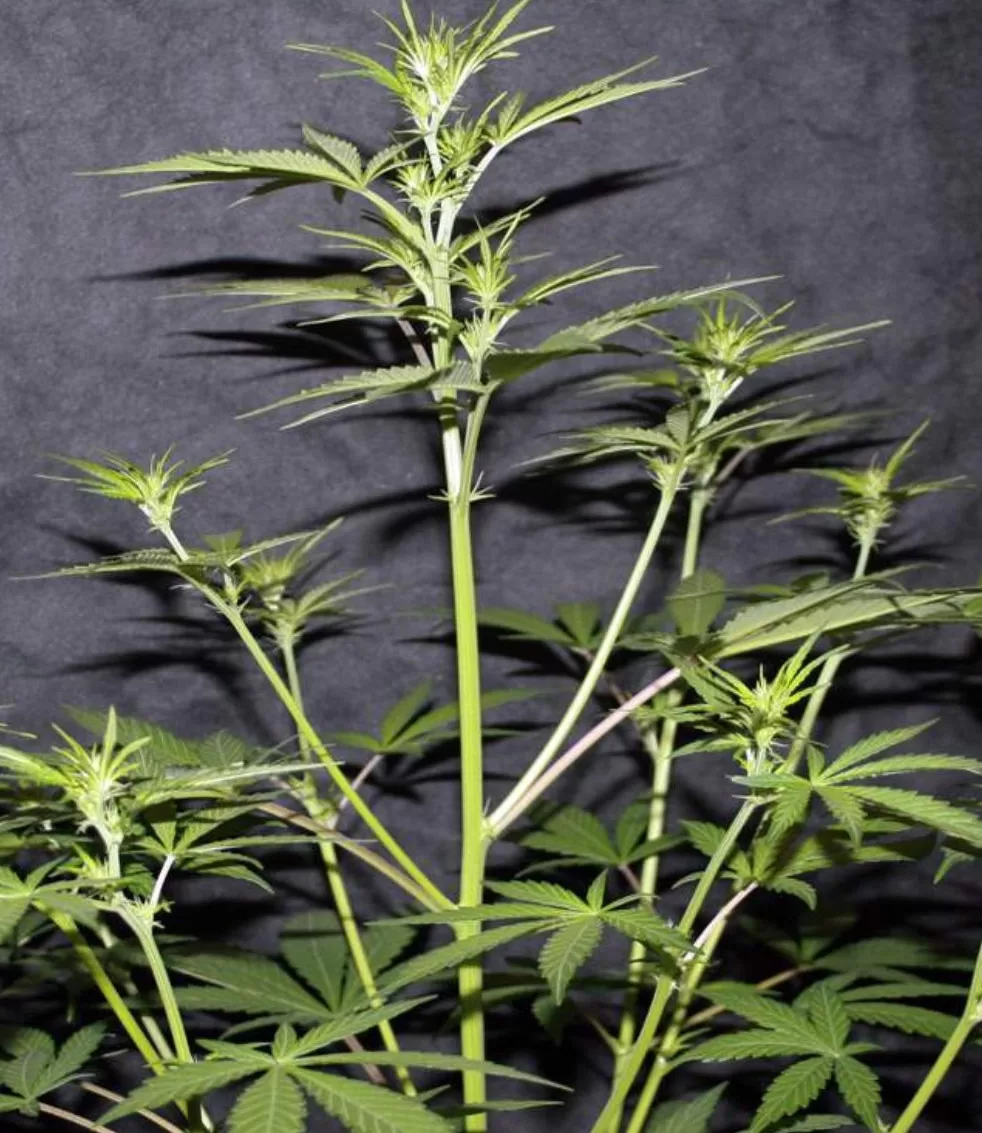 Stretching In Cannabis Plants
