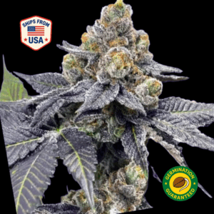 Godfather-OG-Feminized-Seeds