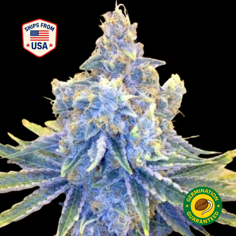 Maui-wowie-feminized-seeds