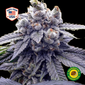 White-Rhino-Feminized-Seeds