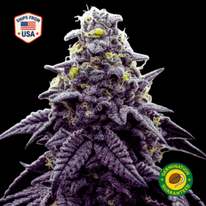 ak-47-feminized-seeds