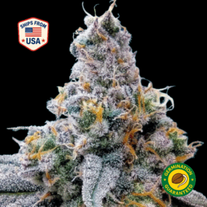 auto-grape-ape-feminized-seeds