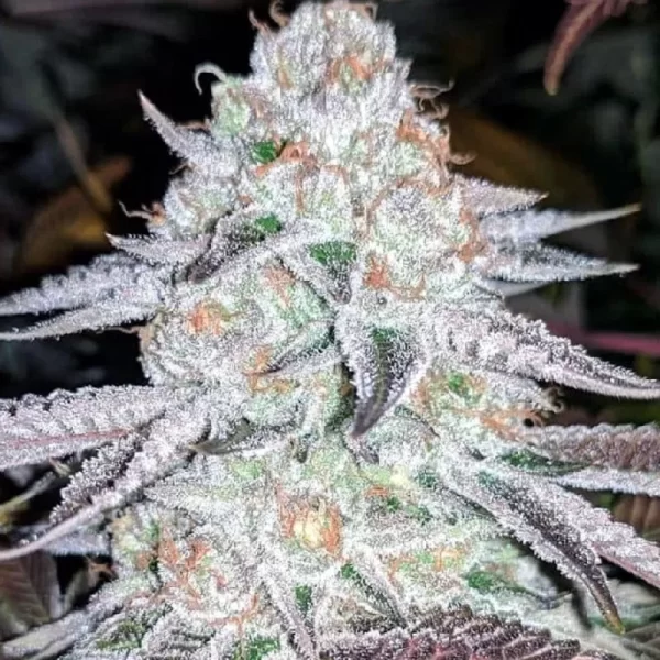 Auto Orange Cream Autoflower Seeds