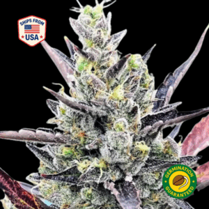 Acid-Diesel-feminized-seeds