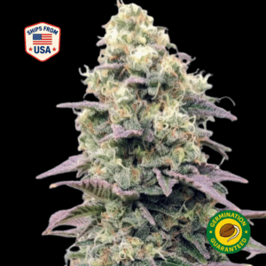 African-Princess-feminized-seeds