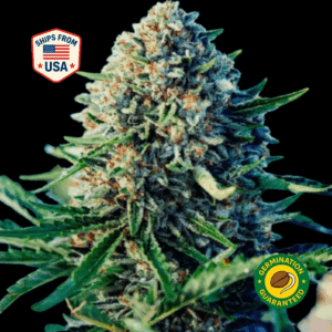 Alien-Rock-Candy-Feminized-Seeds