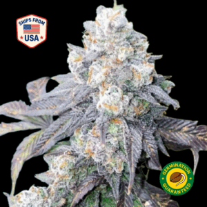 La-Confidential-feminized-seeds
