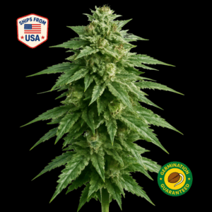 Mai-Tai-feminized-seeds