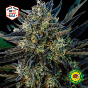 Mama-underdawg-feminized-seeds