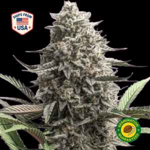 White-Amnesia-Feminized-Seeds