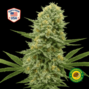 Zoap-Feminized-Seeds