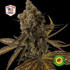 stardawg-feminized-seeds