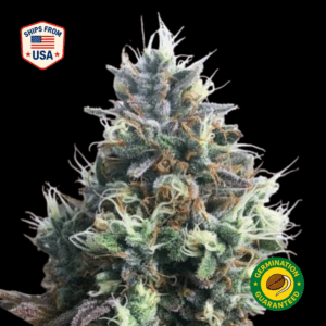 1980-Feminized-Seeds