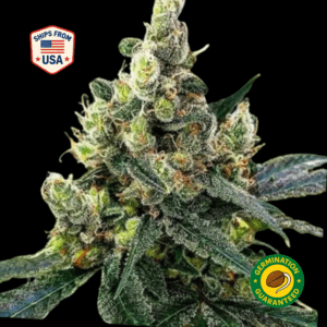 Devils-Lettuce-Feminized-Seeds