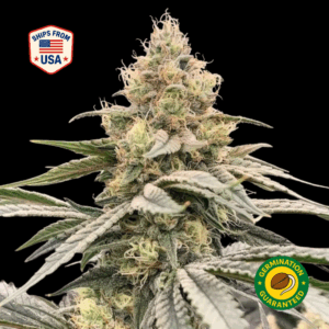 Glueberry-a-la-mode-feminized-seeds