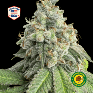 Black-Kush-Feminized-Seeds